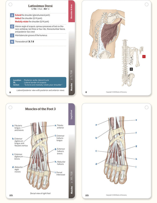 Trail Guide to the Body Flashcards, 6th Edition, Volume 2 - Open Box