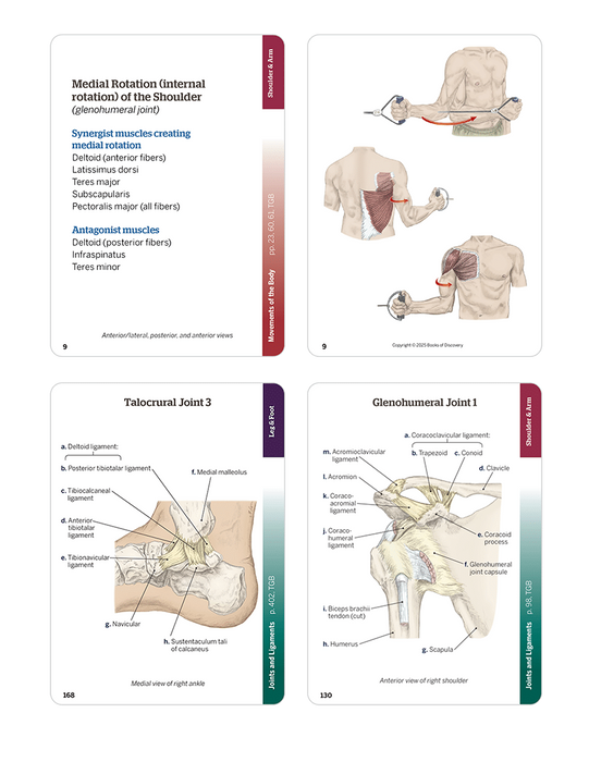 Trail Guide to the Body Flashcards Volume 1, 7th edition - Skeletal System