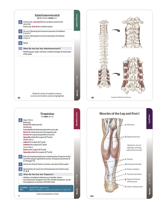 Trail Guide to the Body Flashcards Vol 2, 7th edition - Muscular System