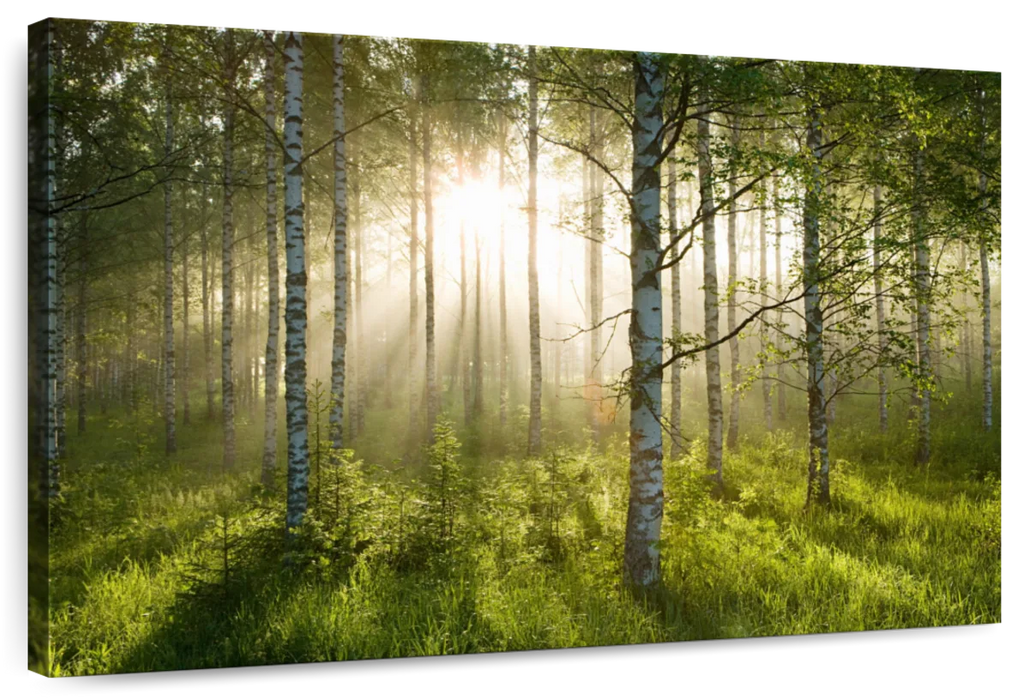 Birch Forest Sunlight Wall Art