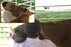 Equine Massage The Masterson Method For Horses Video on DVD & Streaming Version - Real Bodywork