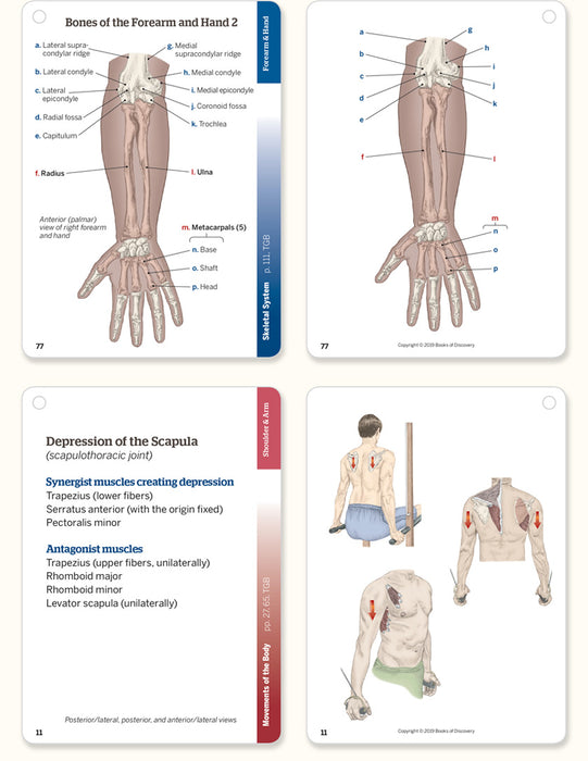 Trail Guide to the Body Flashcards, 6th Edition, Volume 1